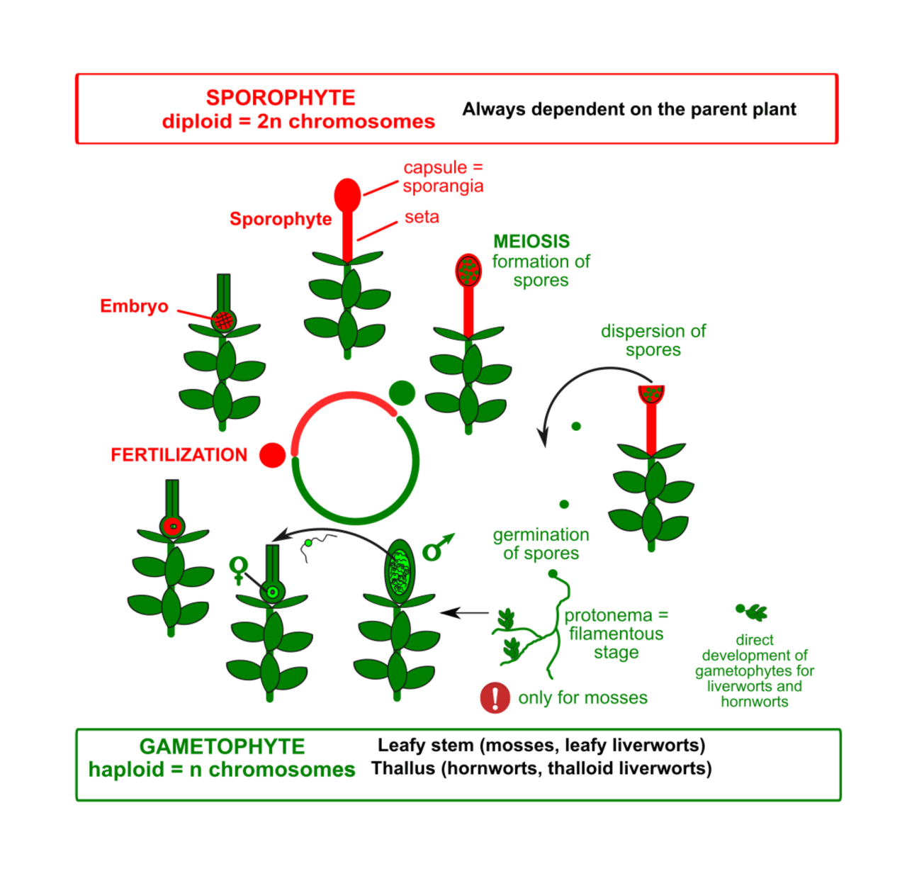 bryophytes life cycle