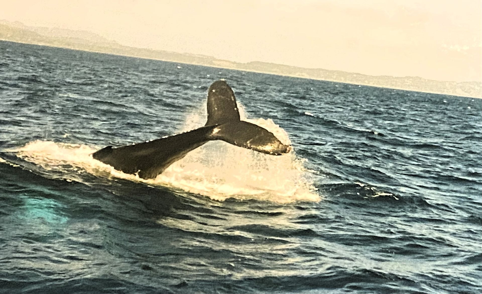 Eine Walfluke ragt aus dem Wasser, während der Wal kraftvoll abtaucht. Die Wellen spritzen auf, und im Hintergrund erstreckt sich der weite Ozean bis zum Horizont. Sanfte Lichtverhältnisse schaffen eine harmonische und friedliche Atmosphäre.
A whale fluke rises out of the water as the whale dives powerfully. The waves splash up and the vast ocean stretches to the horizon in the background. Gentle lighting conditions create a harmonious and peaceful atmosphere.
@Andrea Heidi Lagler – GEOlaViva