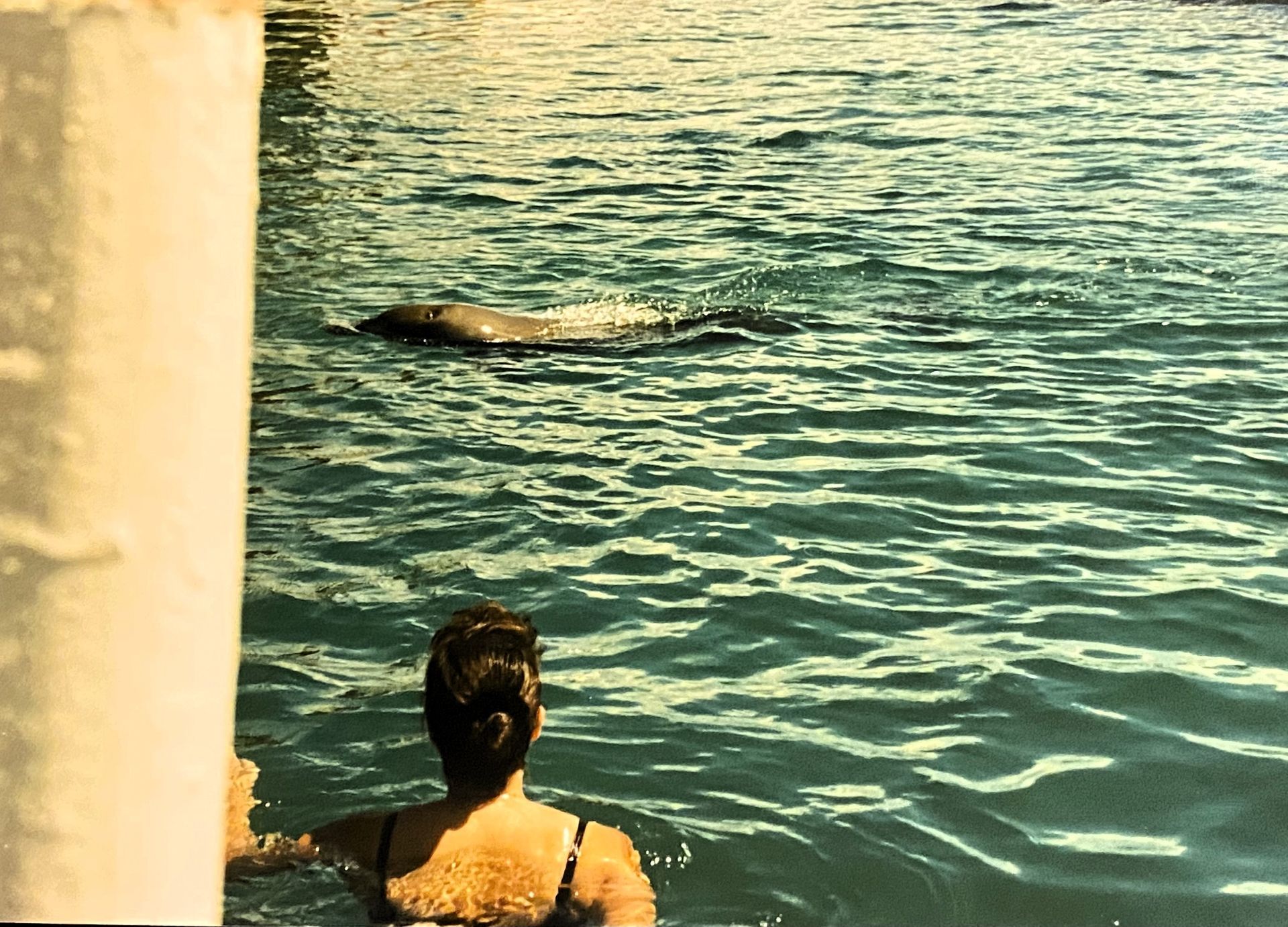 Eine Person in Badekleidung nimmt an einem Delfinschwimmen teil und beobachtet einen Delfin im Wasser, der in Gefangenschaft leben muss.
A person in swimwear takes part in a dolphin swim and observes a dolphin in the water that has to live in captivity.
 @Andrea Heidi Lagler – GEOlaViva