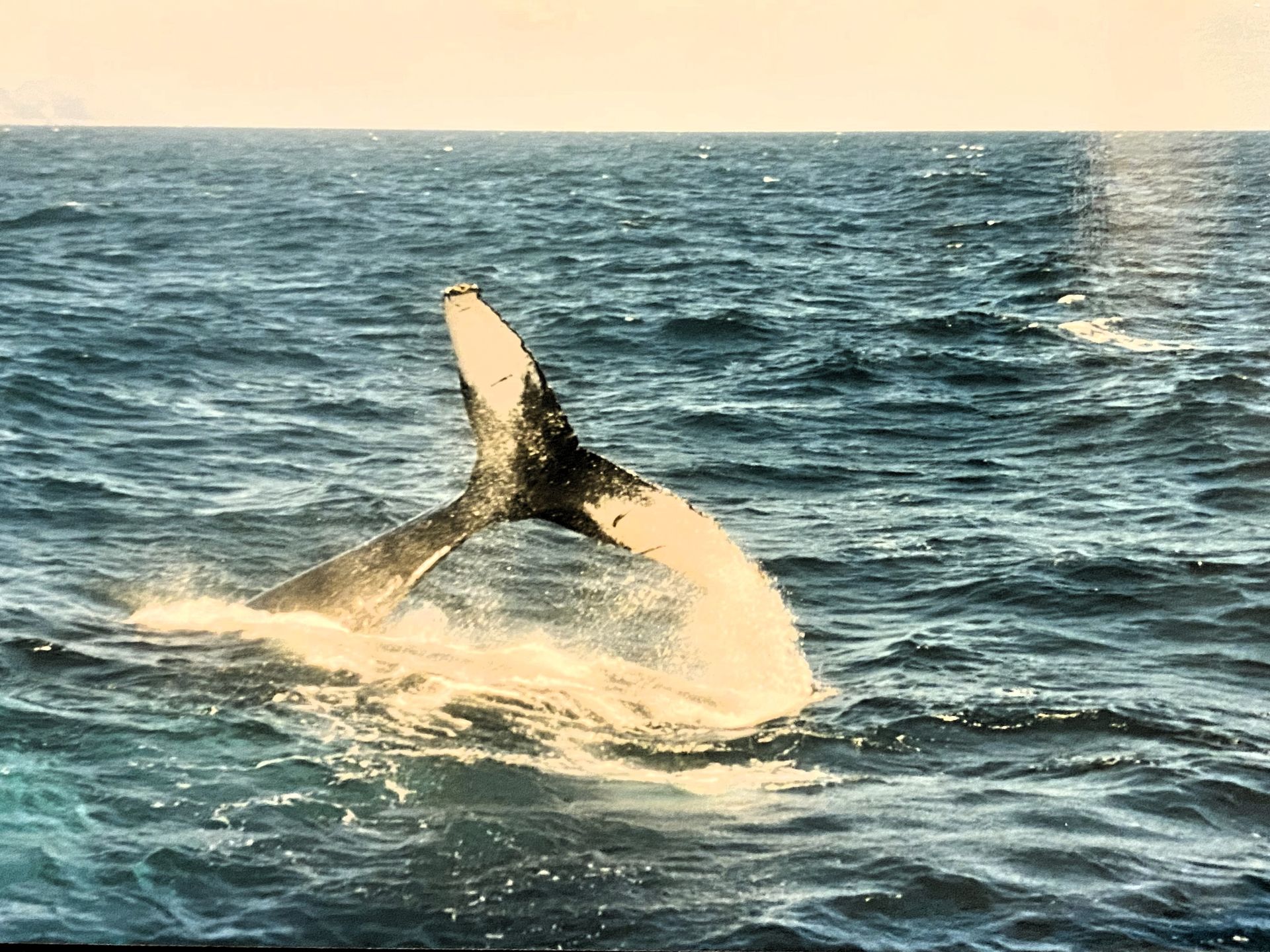 Ein Wal schlägt mit seiner Flosse auf die Wasseroberfläche, umgeben von den unendlichen Weiten des Ozeans, ein Symbol für Freiheit und die Schönheit der Natur.
A whale slaps the surface of the water with its fin, surrounded by the endless expanse of the ocean, a symbol of freedom and the beauty of nature.
@Andrea Heidi Lagler – GEOlaViva