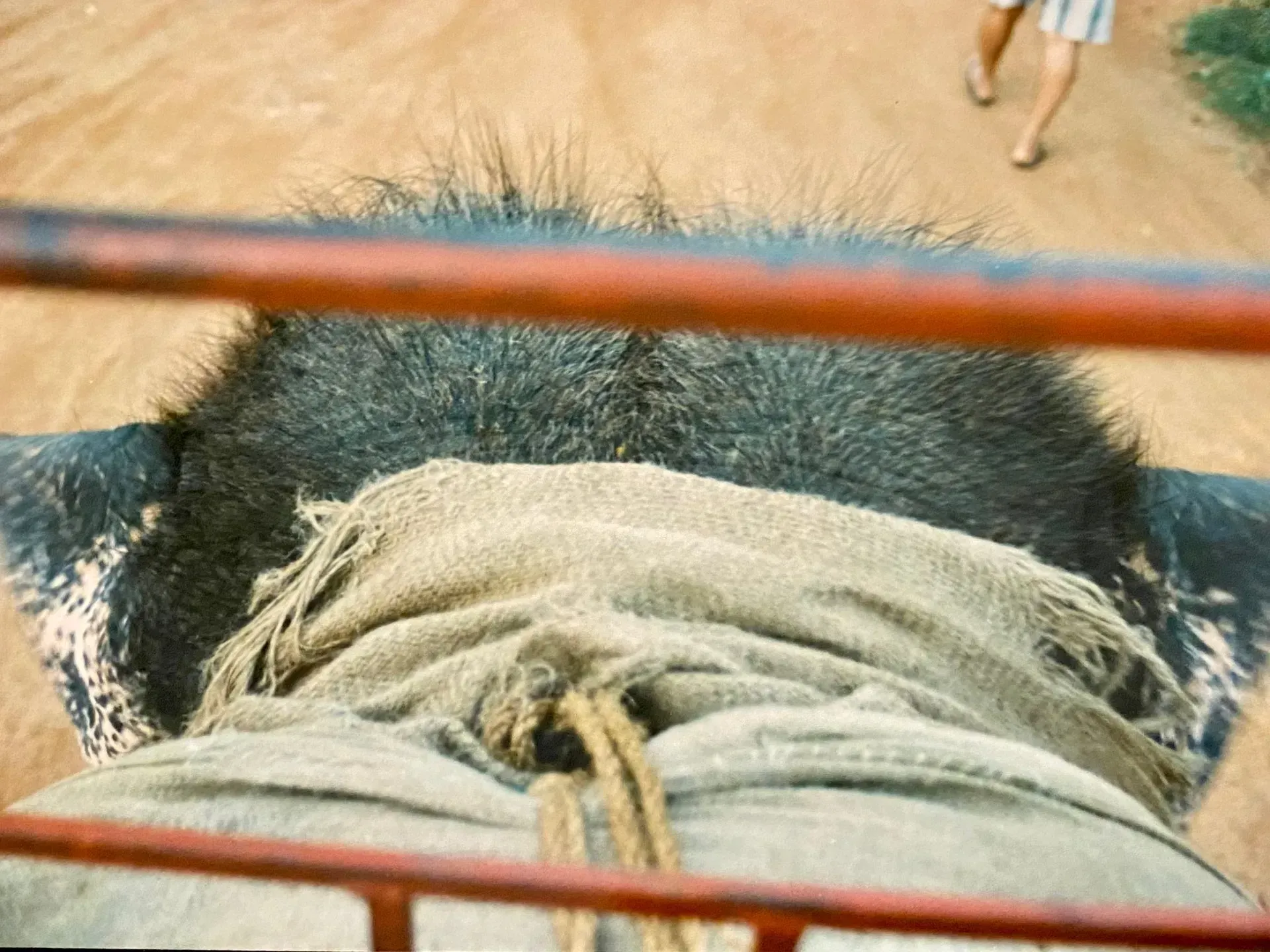 Blick aus der Perspektive einer Person, die auf einem Elefanten reitet. Zu sehen sind der behaarte Kopf des Elefanten und ein grobes Tuch, das um seinen Rücken gewickelt ist. Im Vordergrund verläuft eine rote Metallstange, die Teil des Sitzgestells ist. Im Hintergrund ist eine staubige Straße und die Beine eines Fußgängers zu erkennen. Die Szene verdeutlicht die Nutzung von Elefanten im Tourismus und die damit verbundenen Einschränkungen für die Tiere.
View from the perspective of a person riding an elephant. We can see the elephant's hairy head and a coarse cloth wrapped around its back. In the foreground is a red metal bar, which is part of the seat frame. A dusty road and the legs of a pedestrian can be seen in the background. The scene illustrates the use of elephants in tourism and the associated restrictions for the animals.
@Andrea Heidi Lagler – GEOlaViva