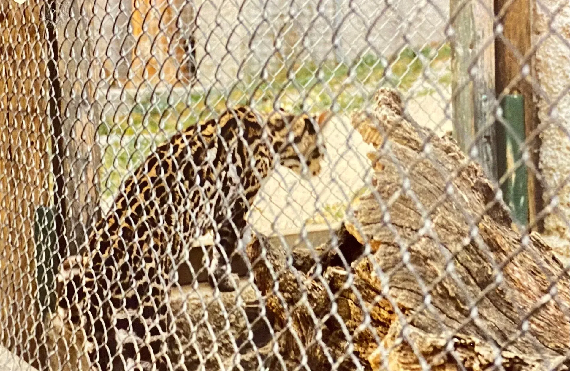 Ein Leopard sitzt in einem engen Gehege hinter einem Drahtzaun, umgeben von Holzstämmen – ein bedrückendes Bild, das die Einschränkung der natürlichen Freiheit des Tieres zeigt.
A leopard sits in a narrow enclosure behind a wire fence, surrounded by wooden logs - a depressing image that shows the restriction of the animal's natural freedom.
@Andrea Heidi Lagler – GEOlaViva