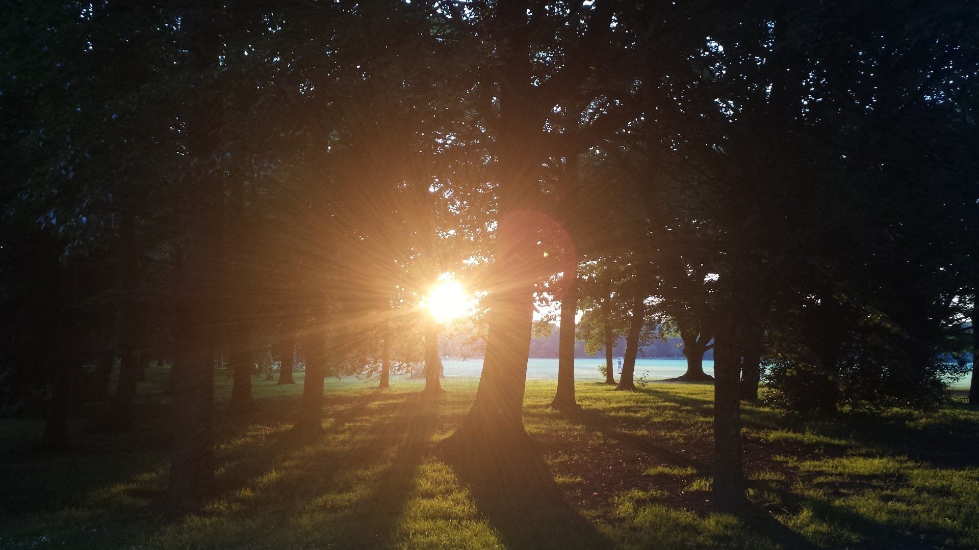 Sun shining through the trees, Reiki, Distance Reiki