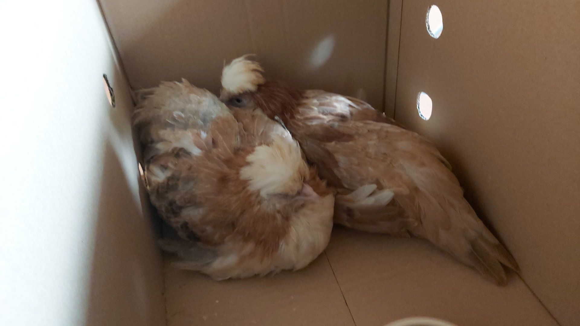 Sisi und Zita die beiden Sulmtaler Hühner kommen in ihrer neuen Heimat an Zwei Sulmtaler Hühner in der Transportbox kommen in ihrer neuen Heimat an.