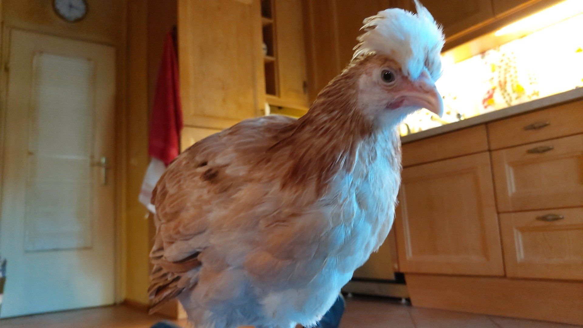 Zita macht eine kleine Pause. Eine kleine Auszeit kann nicht schaden und im Haus ist es nicht so heiß.