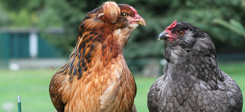 Araucana Hühner Araucana Hühner