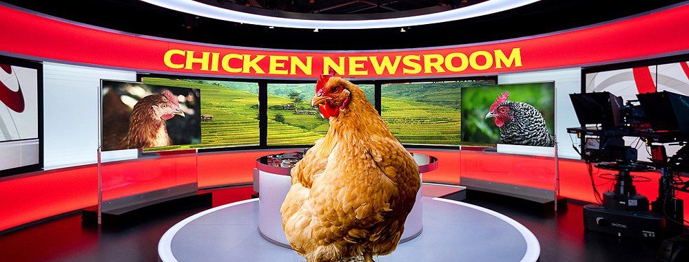 Chicken Newsroom - News und Videos aus der Hühnerwelt Chicken Newsroom - Neuigkeiten aus der Hühnerwelt