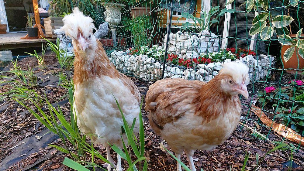 Sisi und Zita die beiden Sulmtaler Hühner erkunden erstmals den Garten. Sisi und Zita die beiden Sulmtaler Hühner sind zum ersten Mal im Garten.