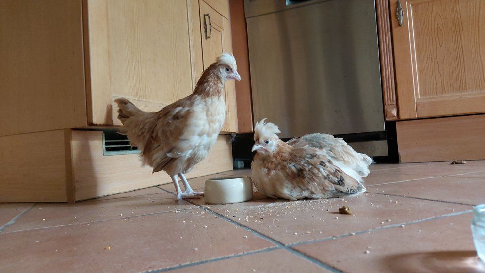 Die beiden Hühner haben bei der Ankunft großen Hunger. Sisi und Zita fressen gleich nach der Ankunft