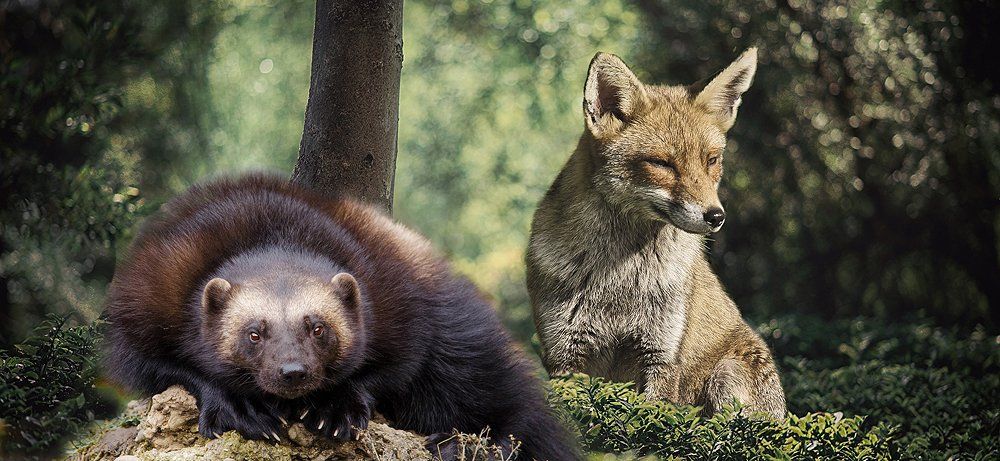 Fuchs und Marder Fuchs und Marder