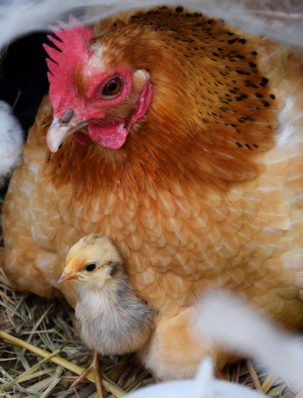 Henne mit Küken Henne mit Küken