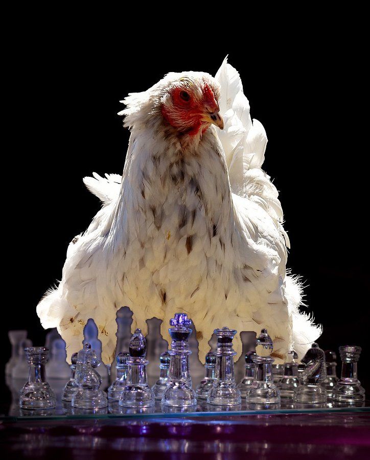 Sind Hühner schlau Hühner und ihre Intelligenz.