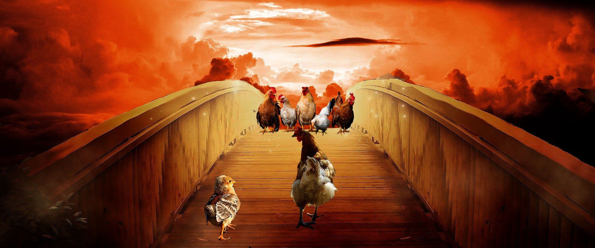 Mein-liebes-Huhn.de. Ein perfektes Haustier erobert Deutschland. Mein-liebes-Huhn.de. Ein perfektes Haustier erobert Deutschland.