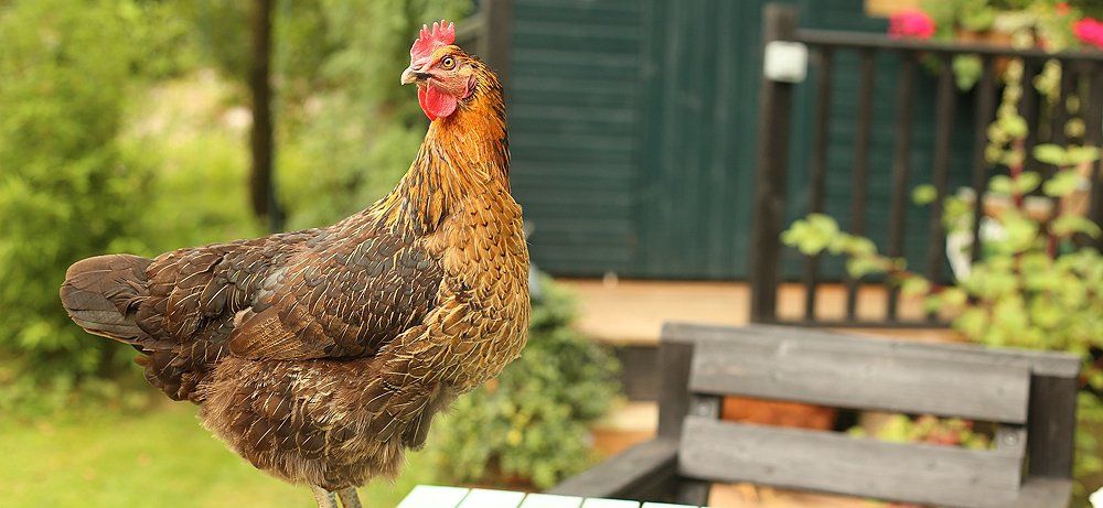 Hühnerstall im Garten Der Hühnerstall im Garten. Wie soll mein Stall nun aussehen?