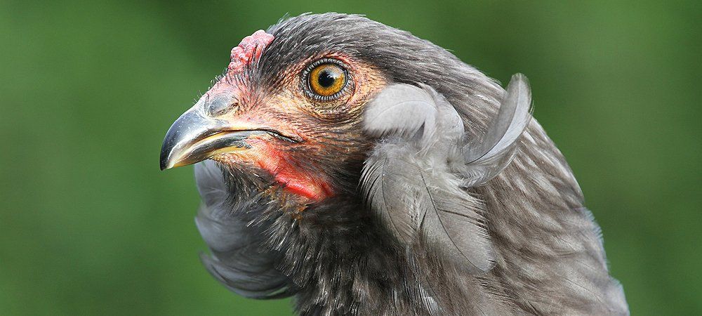 Araucana Huhn mit Erbsenkamm. Araucana Huhn mit Erbsenkamm.