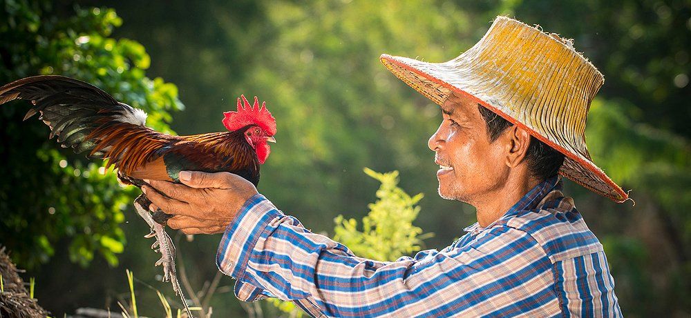 Huhn und Mensch Huhn und Mensch