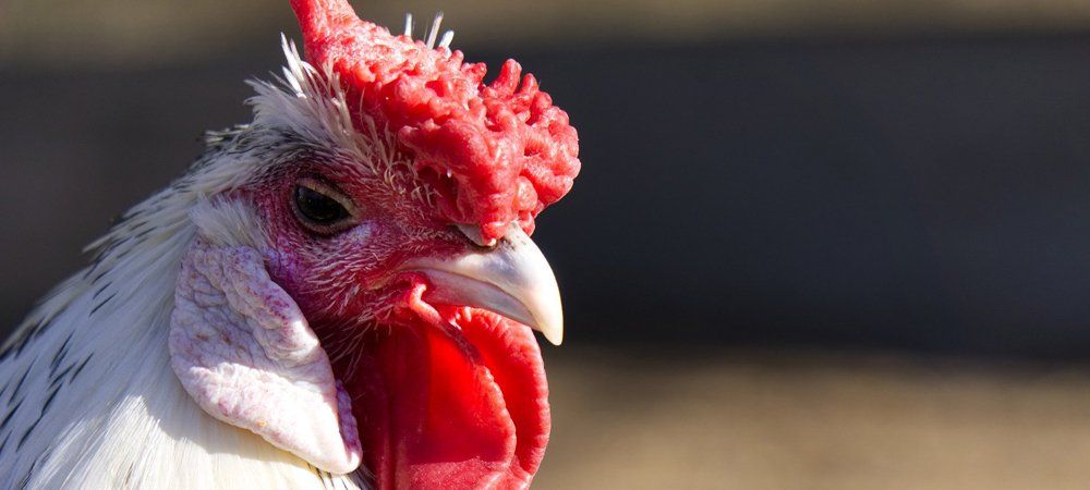 Hühner haben unterschiedlichen Kämme. Hühner und die unterschiedlichen Kämme.