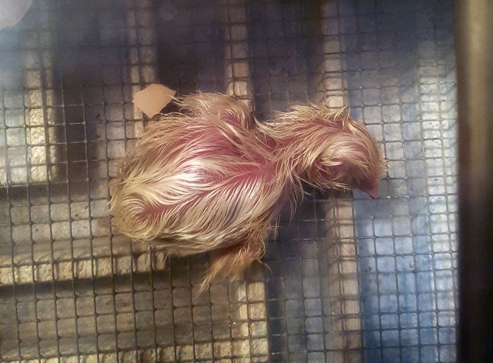 Wenige Minuten danach ein völlig erschöpftes Küken. Hutschimutsch ist aus dem Ei geschlüpft und ist völlig erschöpft.