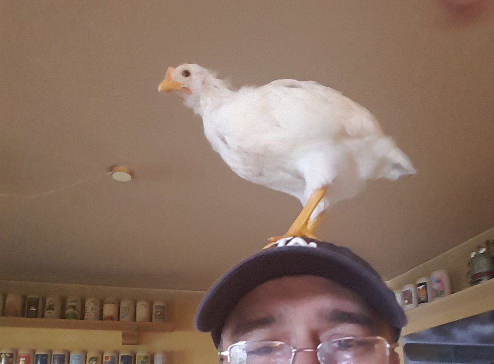 Mein kleines Küken ist gewachsen und will hoch hinaus. Kein Wunder sie ist die Größte. Hutschimutsch will hoch hinaus.