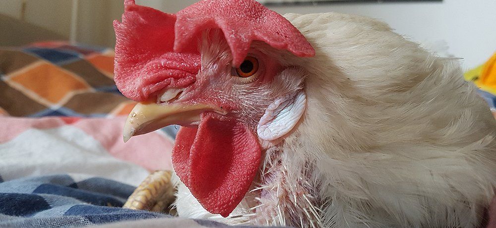 Sisi und Zita zwei Sulmtaler Hühner - haben neues Zuhause. Für Sisi und Zita zwei Sulmtaler Hühner beginnt ein neuer Lebensabschnitt.