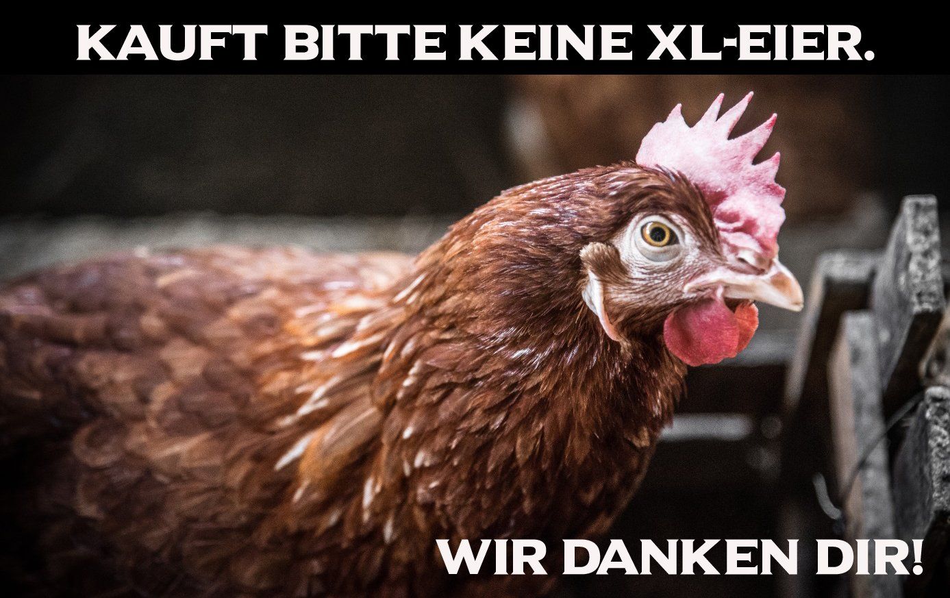 Bitte kauft keine XL-Eier Bitte kauft keine XL-Eier