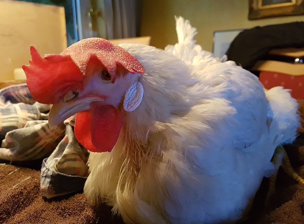 Mein kleiner Spatz ist schon eine Lady geworden. Hutschimutsch erwachsen.