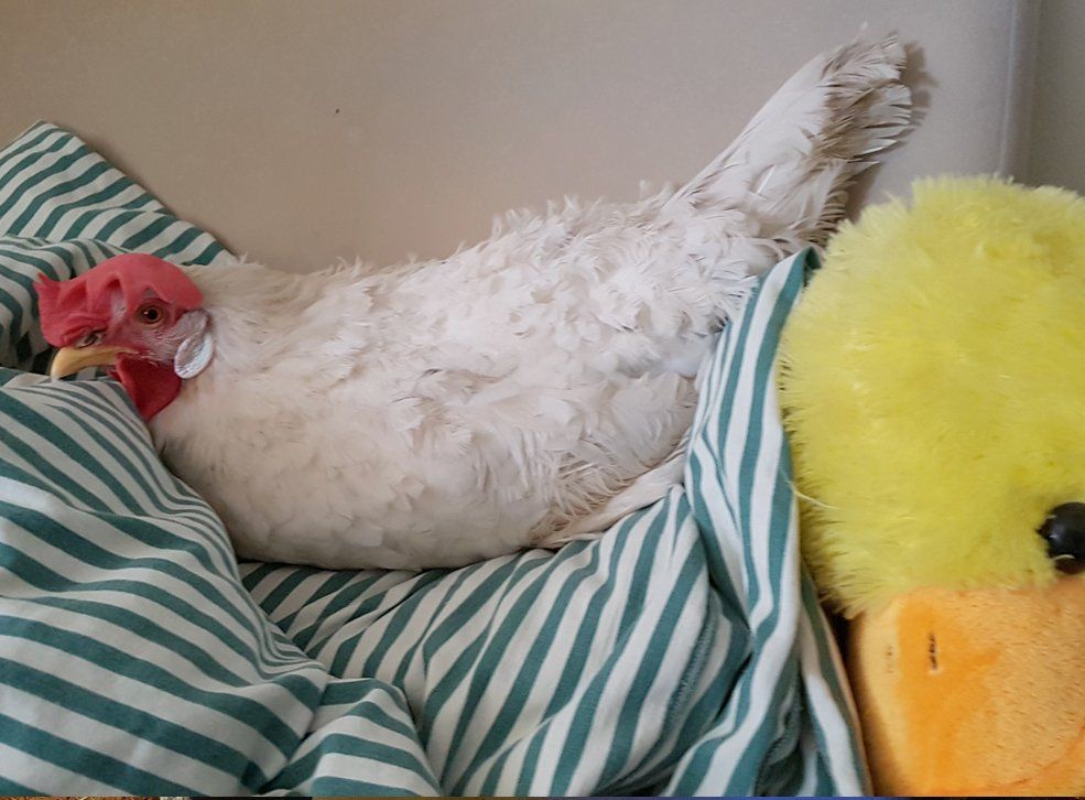 Ausruhzeit im Bett Ruhezeit im Bett