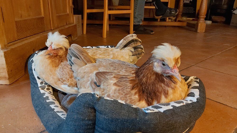 Nach dem großen Abenteuer kann ein kleines Nickerchen nicht schaden. Nach dem großen Abenteuer kann ein kleines Nickerchen nicht schaden.