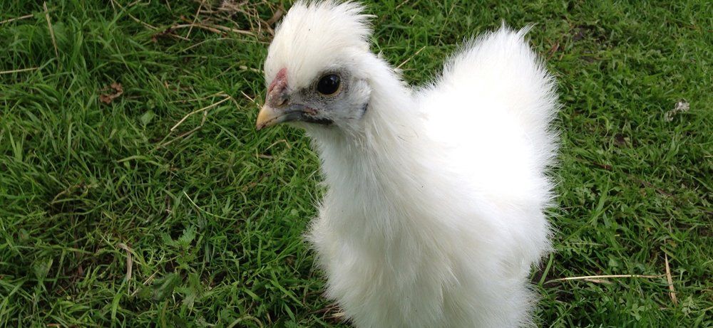 Sisi und Zita die beiden Sulmtaler Hühner kommen in ihrer neuen Heimat an Zwei Sulmtaler Hühner in der Transportbox kommen in ihrer neuen Heimat an.