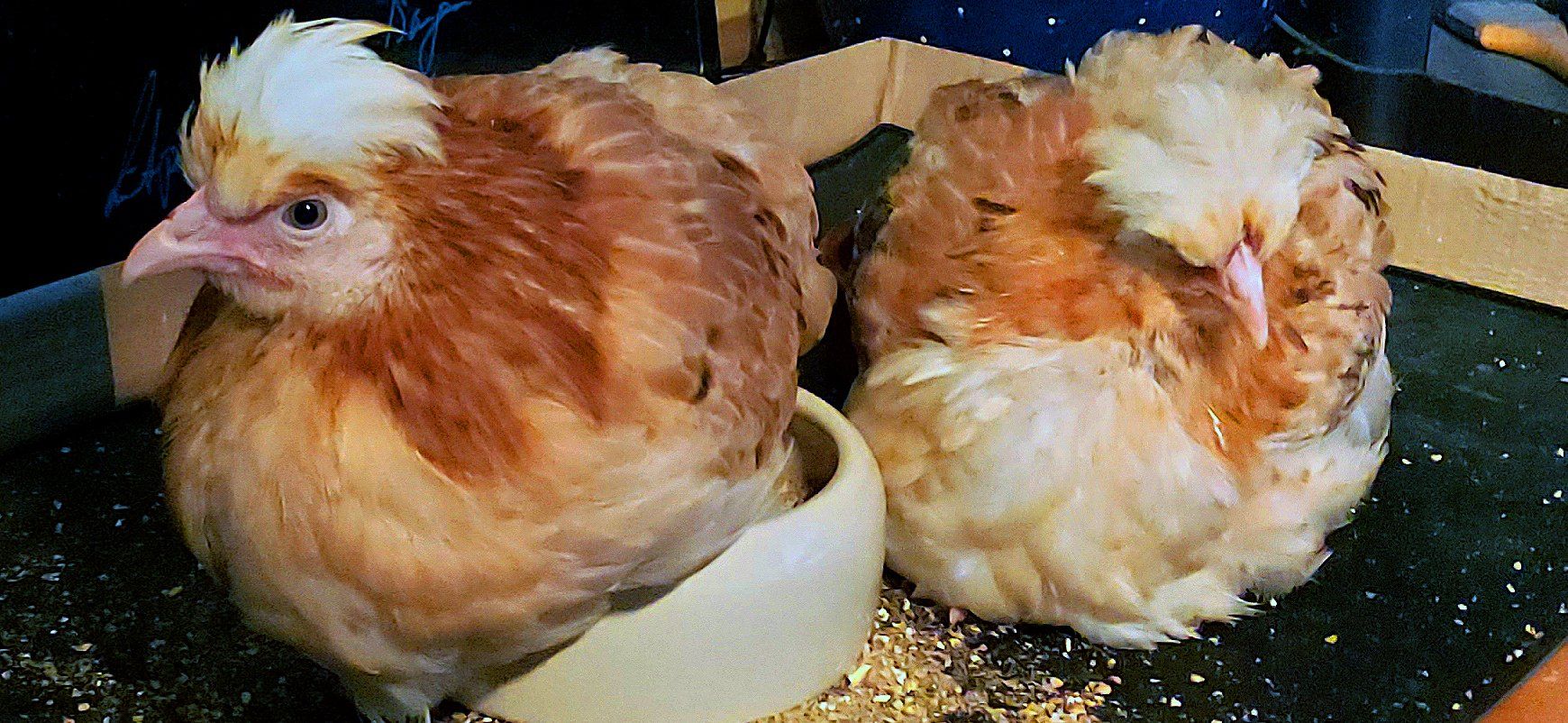 Sisi und Zita zwei Sulmtaler Hühner - haben neues Zuhause. Für Sisi und Zita zwei Sulmtaler Hühner beginnt ein neuer Lebensabschnitt.