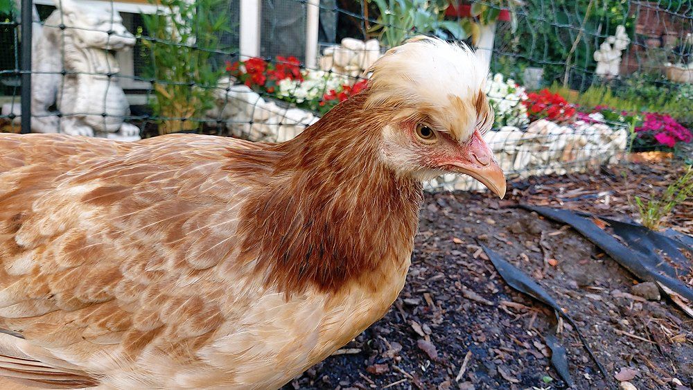 Die ersten Zeichen des Erwachsenwerdens werden sichtbar. Die ersten Zeichen des Erwachsenwerdens werden sichtbar.