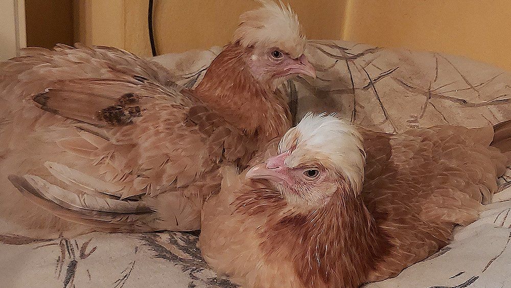 Zwei Sulmtaler Hühner gehen ins Bett.