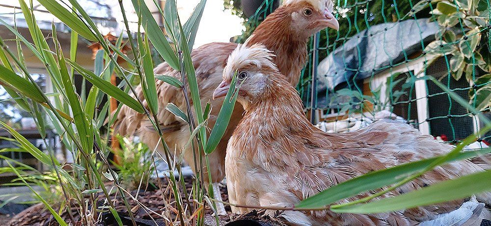 Sisi und Zita die beiden Sulmtaler Hühner erkunden das erste Mal den Garten.