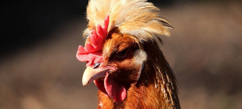 Sulmtaler Huhn mit Wickelkamm Sulmtaler Huhn mit Wickelkamm