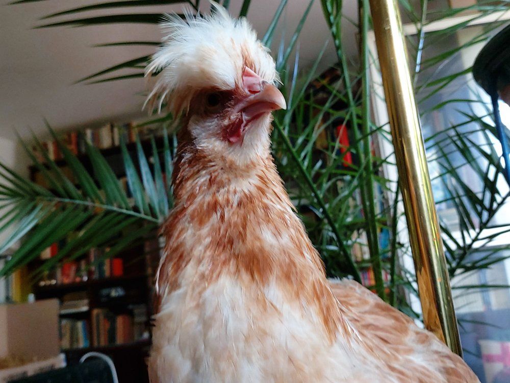 Mein kleiner Spatz ist schon eine Lady geworden. Hutschimutsch erwachsen.
