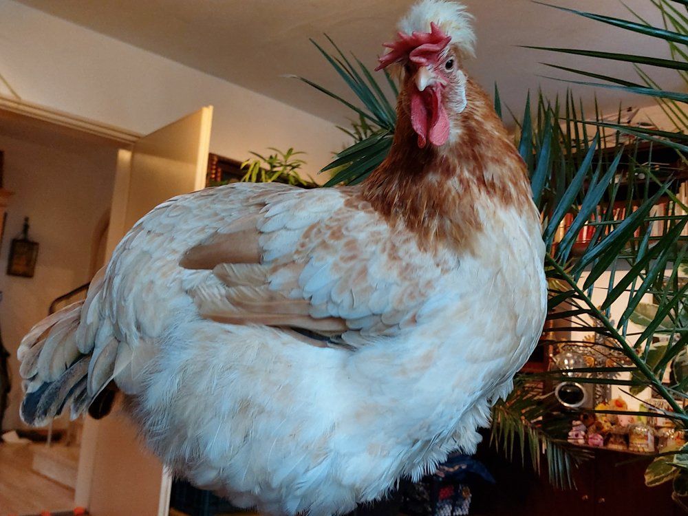 Klein, lieb, anhänglich einfach bezaubernd Hutschimutsch trinkt aus dem Wasserspender.