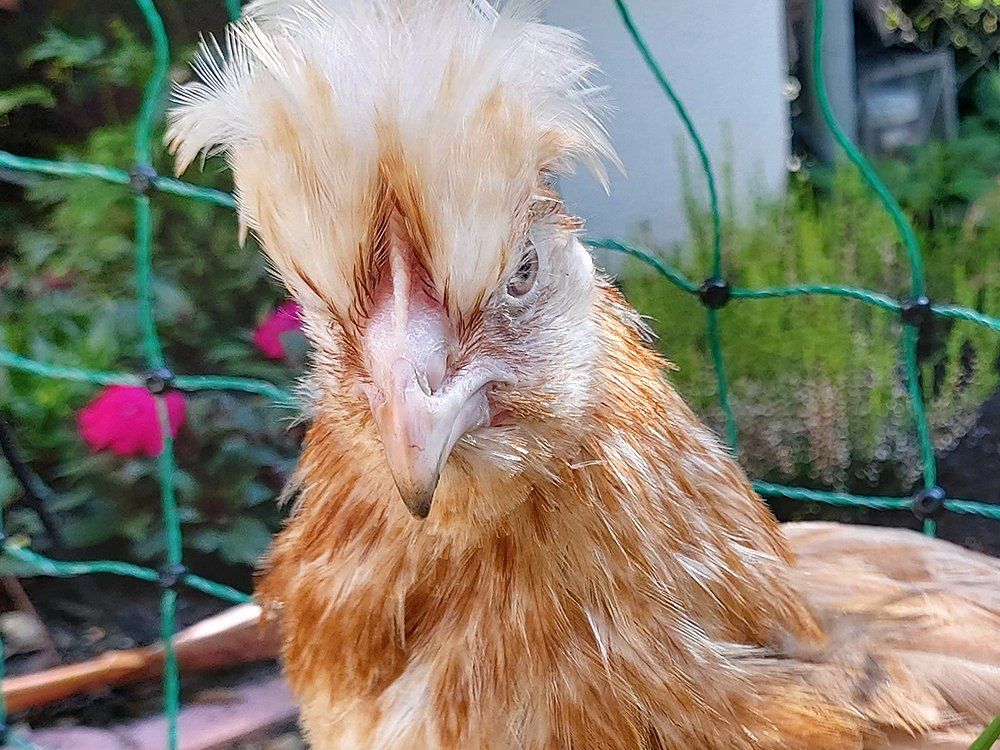 Zita als jungtier Zita als Jungtier