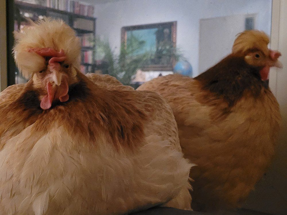 Ohne Zweifel Frau Hutschimutsch war die Herrin im Haus und ihr entgeht nicht. Hutschimutsch war die Herrin im Haus.