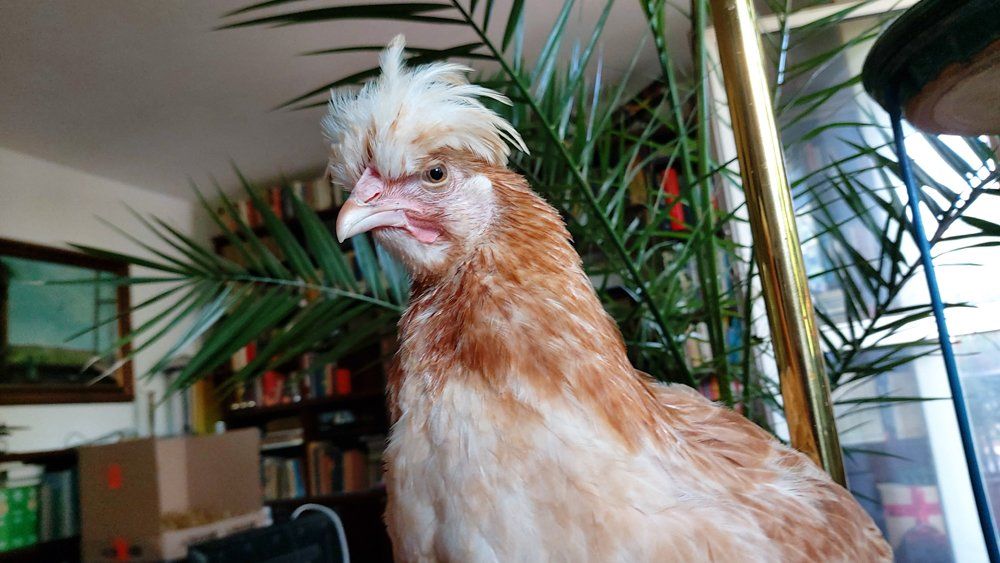 Den Garten entdecken macht den beiden Sulmtaler Hühnern Spaß. Den Garten entdecken macht den beiden Sulmtaler Hühnern Spaß.
