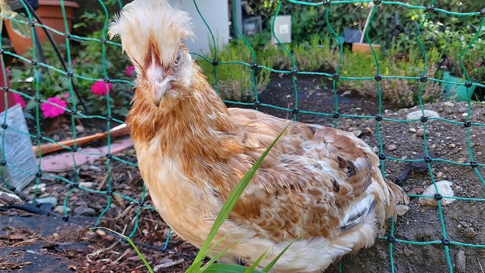 Zita genießt den Auslauf im Garten Endlich die Freiheit genießen wenn auch nur eingeschränt.