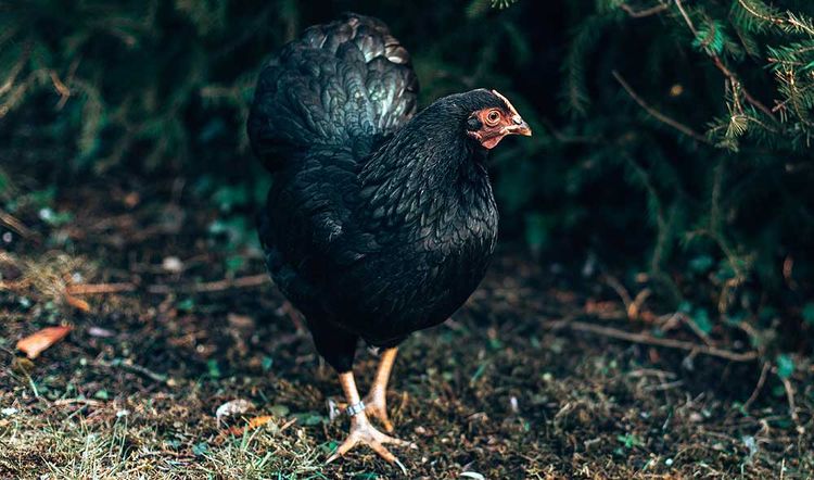 Das Huhn der Woche . Zwerg Wyandotte Das Huhn der Woche -Zwerg Wyandotte