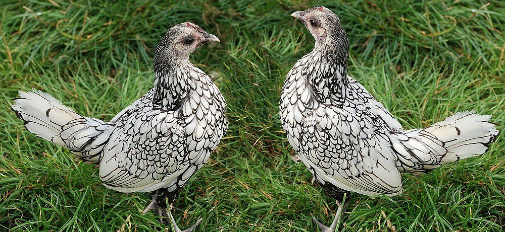 Sebright Huhn im Garten Sebright Huhn im Garten