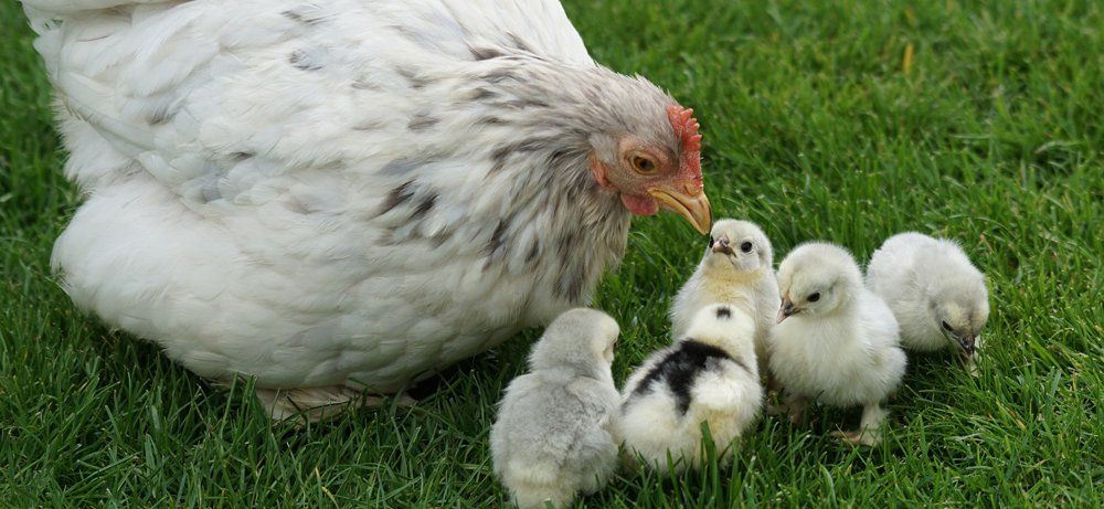Sisi und Zita die beiden Sulmtaler Hühner erkunden erstmals den Garten. Sisi und Zita die beiden Sulmtaler Hühner sind zum ersten Mal im Garten.
