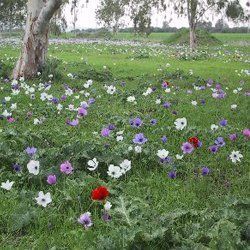 Image of flowers in a park