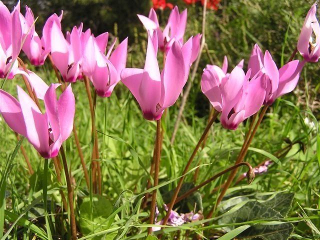 Flowers in Israel