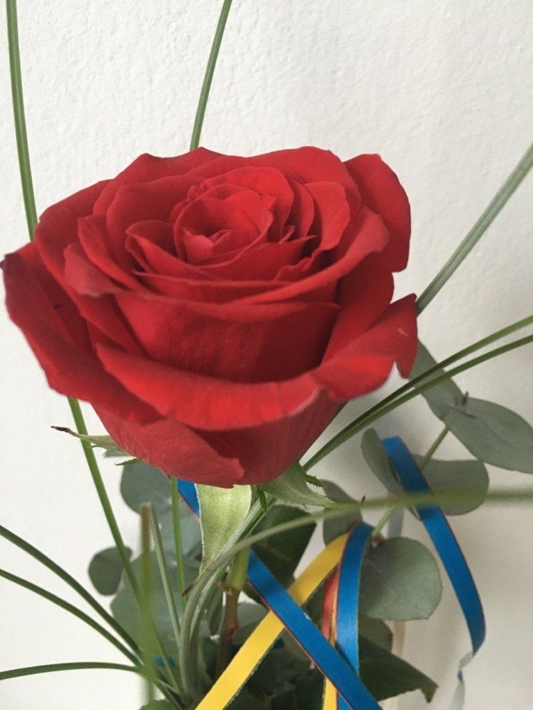 1 rote Rose