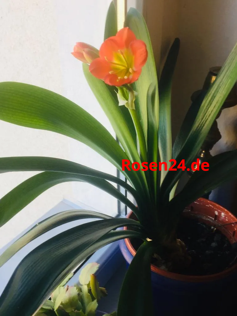 Clivia orange Clivia kaufen