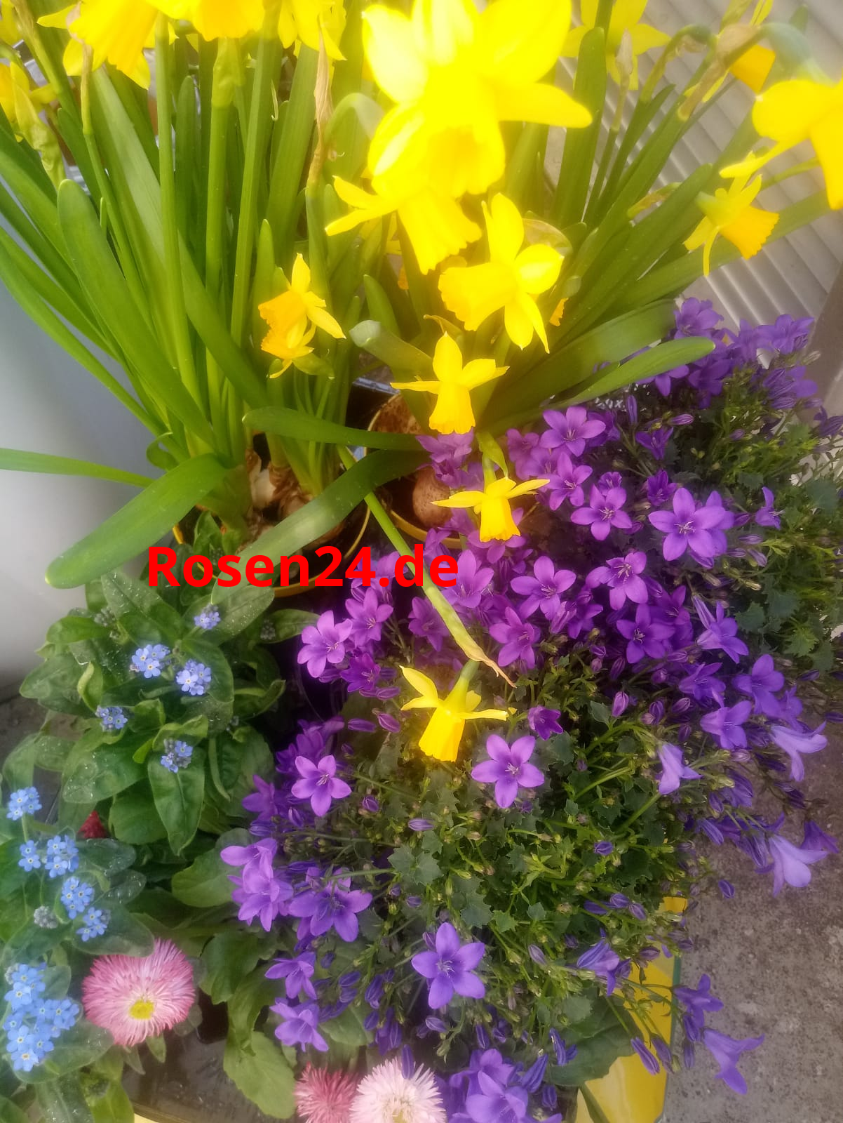 Blumen zum Weltfrauentag Frauentag 08.Maerz