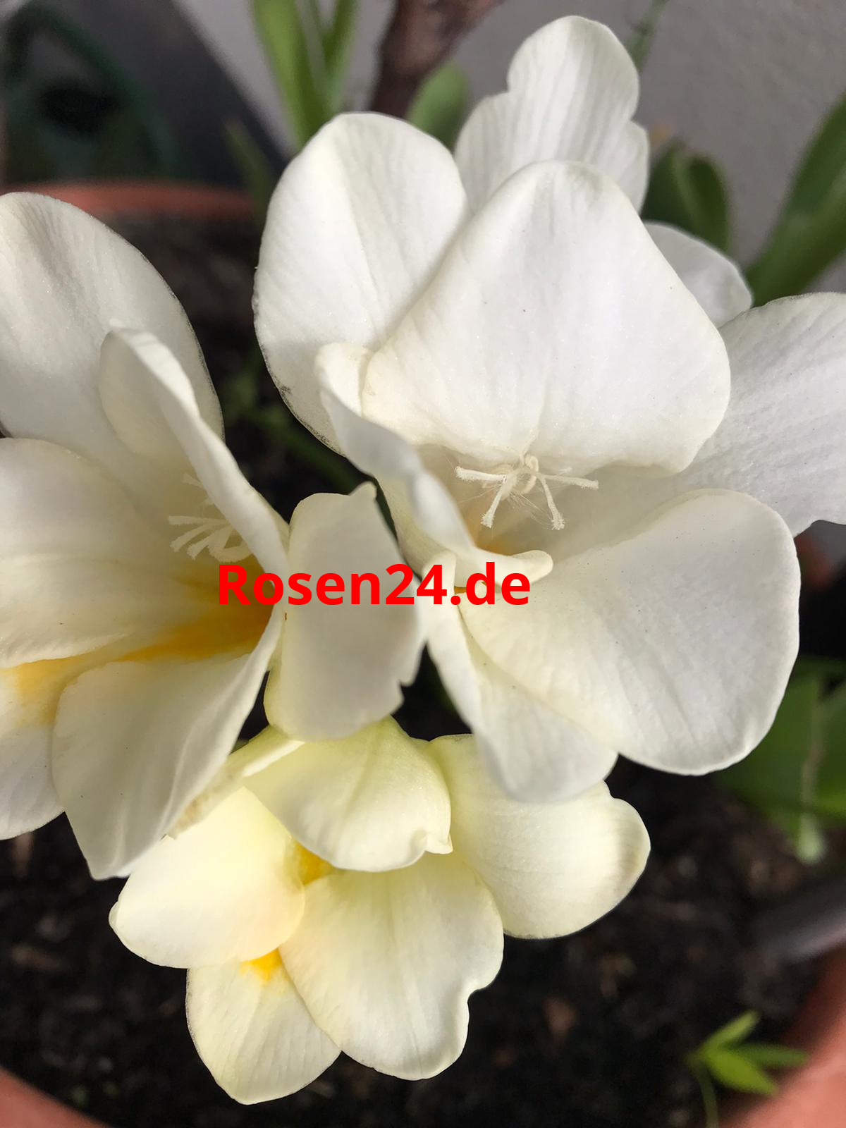 Orchidee weiss