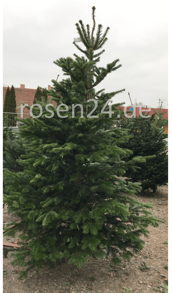 echte, frische Weihnachtsbäume bestellen echte Weihnachtsbaeume